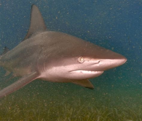 Blacktip Shark | National Geographic