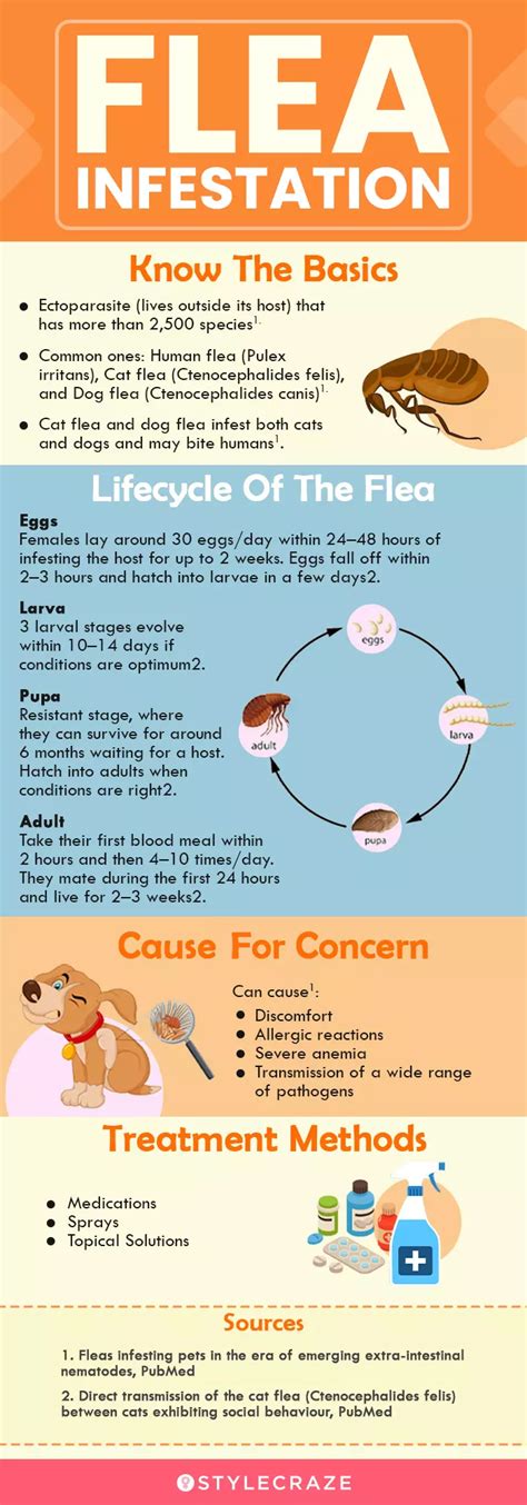 Cat Flea Bites On Humans Treatment