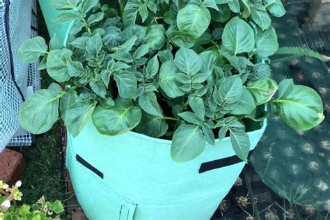 5 Best Potato Growing Containers - Gardenia Organic