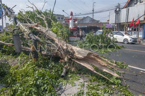 Pohon tumbang di Jalan Solo-Semarang | ANTARA Foto