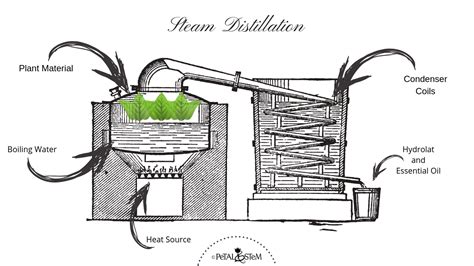 Steam Distillation of Essential Oils