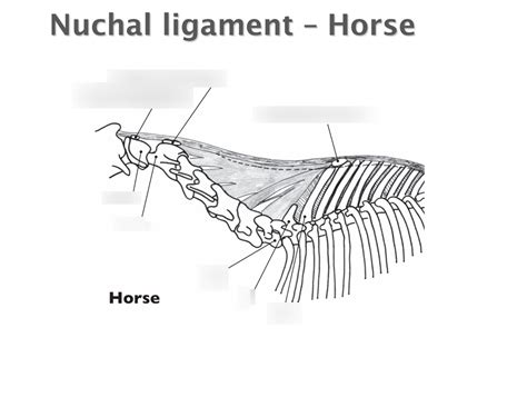 Comparative Anatomy - Nuchal Ligament Horse Diagram | Quizlet