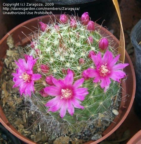 PlantFiles Pictures: Rose Pincushion Cactus (Mammillaria crinita f. zeilmanniana) by Zaragoza