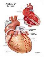 Anatomy of the Heart Medical Illustration Medivisuals