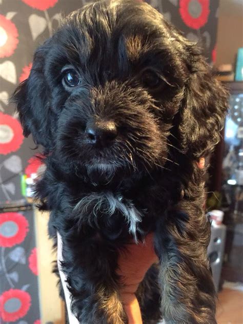 Black cavapoo puppy. Her name is Ruby. | Cute dog pictures, Cavapoo, Cavapoo puppies