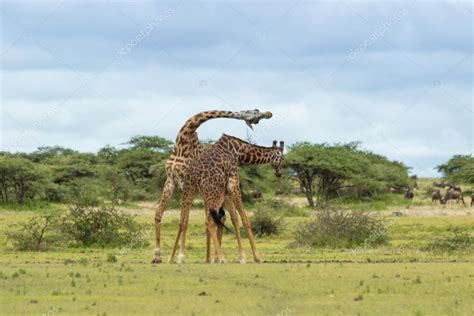 Two Giraffe Fighting — Stock Photo © vbsierra #43622415