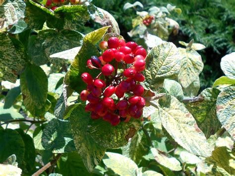 Viburnum lantana (Wayfaringtree Viburnum) | North Carolina Extension ...