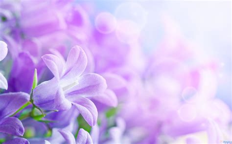 Purple Flowers Background wallpaper | 2560x1600 | #7532