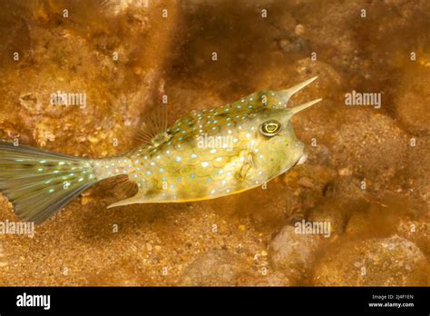 The longhorn cowfish, Lactoria cornuta, is also known as the horned ...