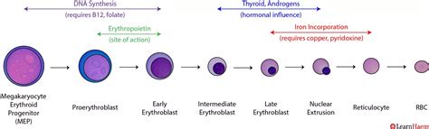 Normal Erythropoiesis - LearnHaem | Haematology Made Simple