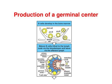 PPT - Germinal Center Response PowerPoint Presentation - ID:446043