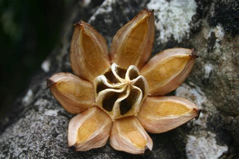 Seed Pod | A seed pod from a tree at Limahuli Gardens | Dennis Westlind | Flickr