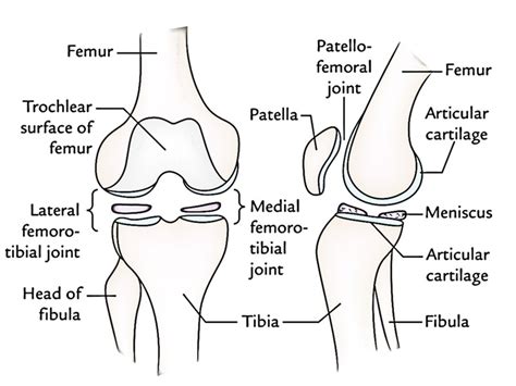 Knee Joint – Earth's Lab