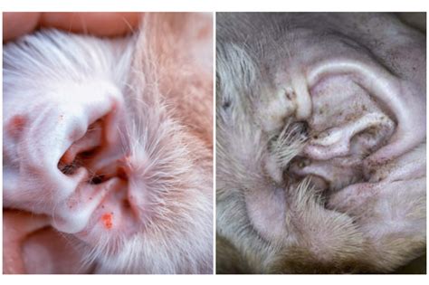 What do ear mites look like in dogs? 5 signs of ear mites in dogs