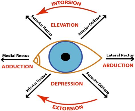 The Extraocular Muscles Of The Eye | Faculty of Medicine