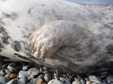 A seal flipper Flipper, Walrus, Seal, Lion Sculpture, Statue, Texture, Photos, Animals, Art