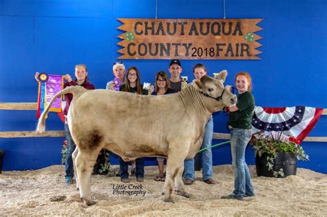 4-H meat animal sale held during Chautauqua County Fair | News, Sports, Jobs - Observer Today