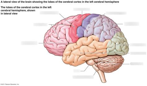 The Brain (lateral view) Diagram | Quizlet