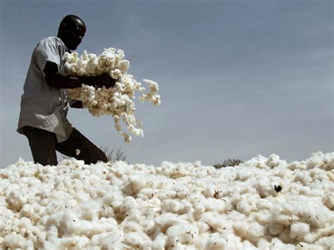 Plummeting Prices Anger Cotton Farmers - The Cooperator News