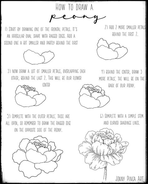 How To Draw Peony Step By Step at Drawing Tutorials