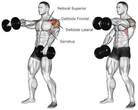 Elevação-Frontal-com-Halteres | Schultermuskeln trainieren, Schulter training, Muskeltraining