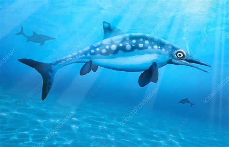 Ophthalmosaurus, illustration - Stock Image - F020/2774 - Science Photo ...