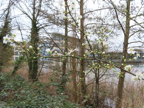 Cherry plum blossom, by Swan Lake and... © David Hawgood cc-by-sa/2.0 :: Geograph Britain and ...