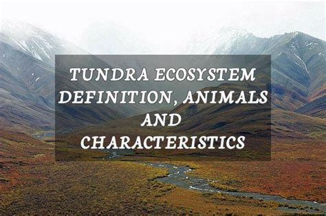 Tundra Ecosystem: Definition, Animals & Characteristics | Earth Reminder