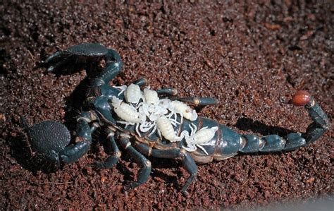 Emperor scorpion with babies | Animals, Arachnids, Gods creation