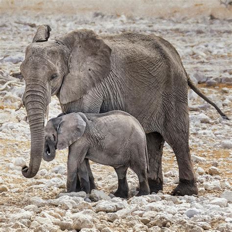 Elephant Mother and Calf Photograph by Belinda Greb - Pixels