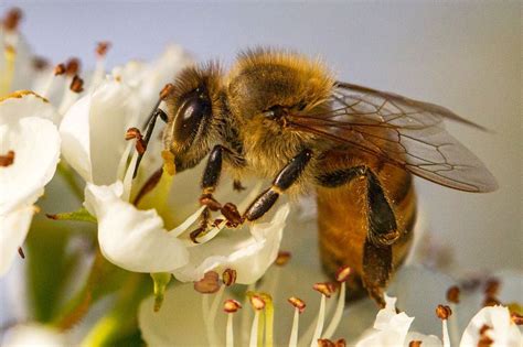 Bee Photo by David Yegerlehner -- National Geographic Your Shot | Bee photo, Bee, Your shot