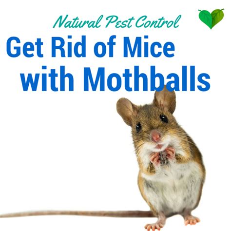 Moth Ball Technique: Remove Mice From Your Home – Every Home Remedy