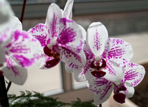 Pin by Eric Linneman on Denver Botanic Gardens Orchids | Denver botanic gardens, Orchids ...