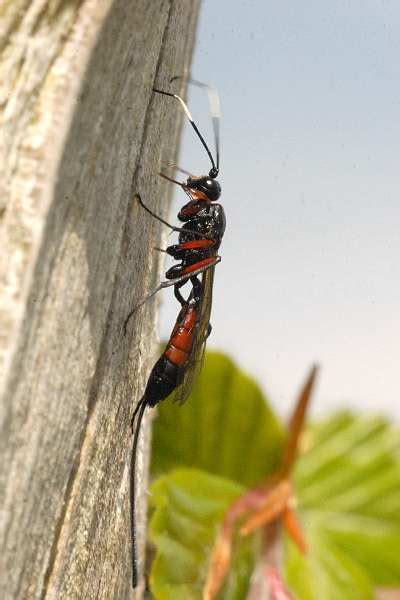 Cerambycidae - Ichneumonidae Parasitoids