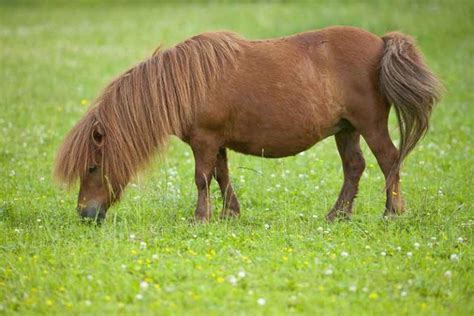 Il cavallo: storia, evoluzione e selezione fino al XIX secolo – Parte 2 ...