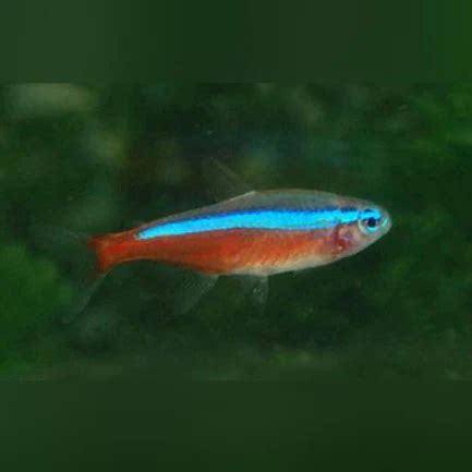 Cardinal Tetra - Tropical Live Fish Store