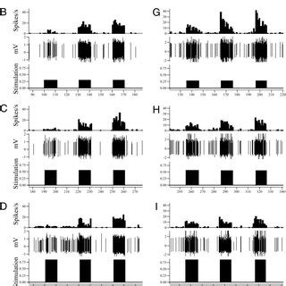 Representative dorsal horn neuron in response to mechanical stimuli ...