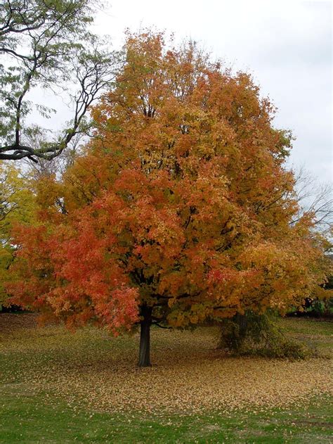 The Best Trees for Any Backyard - Dogwood Landscaping