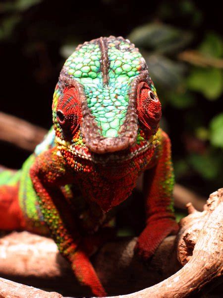 Chameleon-Eyes | Free stock photos - Rgbstock - Free stock images | wernerb | February - 16 ...