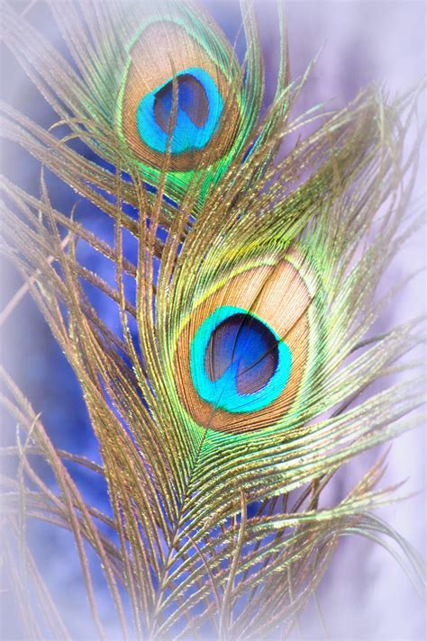 Peacock Feathers | Feather art, Feather wallpaper, Peacock feather art