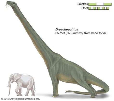 Titanosaurs : 세계에서 가장 큰 공룡 8 종 - 명부 | 팔월 2024