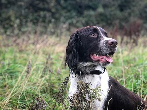 Gundog Training Assessment | Springer Spaniels & Cocker Spaniels