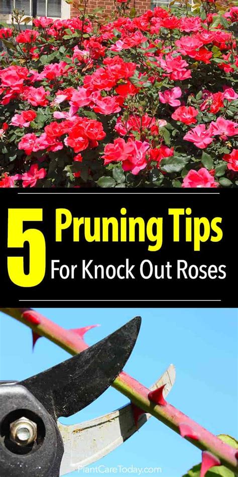 How To Prune Knockout Roses - [5 Video Tips]