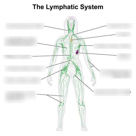 Lymphatic System Diagram | Quizlet