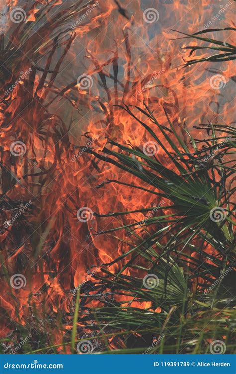 Controlled Burn Photos stock image. Image of wildlife - 119391789