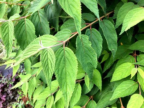 identification - Identify Bush with large leaves in Pacific North West - Gardening & Landscaping ...