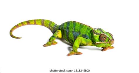 1+ Thousand Chameleon Front View Royalty-Free Images, Stock Photos & Pictures | Shutterstock