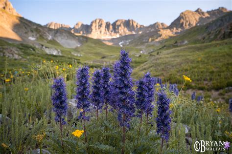 Purple Fringe Wildflowers in American Basin, Colorado