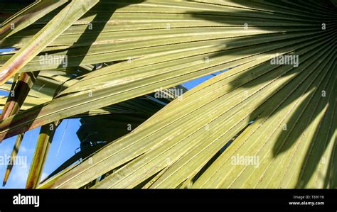 Borassus palmyra palm tree hi-res stock photography and images - Alamy