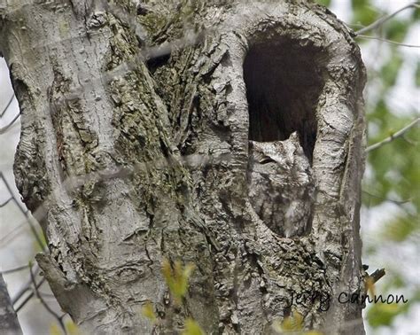 Camouflage – Eastern Screech Owl | Nature | Pinterest